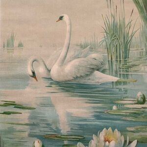 Swan&Lily Pads Vintage Print
